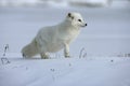 Arctic fox, Alopex lagopus Royalty Free Stock Photo