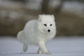 Arctic fox, Alopex lagopus Royalty Free Stock Photo