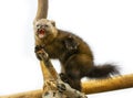 Arctic Fox Alopex Lagopus threatens on a tree branch