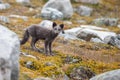 Arctic fox In a autumn landscape Royalty Free Stock Photo