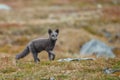 Arctic fox In a autumn landscape Royalty Free Stock Photo
