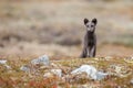 Arctic fox In a autumn landscape Royalty Free Stock Photo