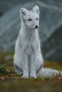 Arctic fox In a autumn landscape