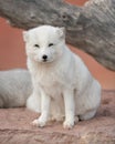 Arctic Fox Royalty Free Stock Photo