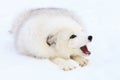 Arctic fox barking Royalty Free Stock Photo