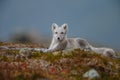 Arctic fox In a autumn landscape Royalty Free Stock Photo