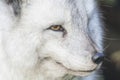 Arctic fox close up portrait over exposed