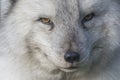 Arctic fox close up portrait over exposed