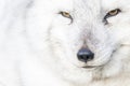 Arctic fox close up portrait over exposed