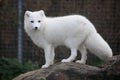 Arctic fox Royalty Free Stock Photo
