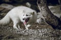 Arctic fox closeup animal portrait in Norway.