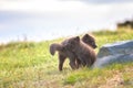 Arctic fox cub or Vulpes lagopus in natural habitat, cute wild animal baby Iceland