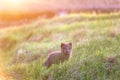 Arctic fox cub or Vulpes lagopus in natural habitat, cute wild animal baby Iceland