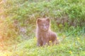 Arctic fox cub or Vulpes lagopus in natural habitat, cute wild animal baby Iceland