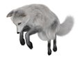 Arctic Fox Royalty Free Stock Photo