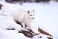 Arctic fox by den Royalty Free Stock Photo