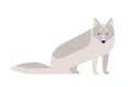 Arctic fox flat vector illustration. Adorable animal inhabiting polar areas. Cute arctic fauna, carnivorous species Royalty Free Stock Photo