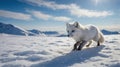 Arctic Fox Strolling Across a Snow-Covered Landscape on a Sunny Day Royalty Free Stock Photo