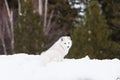 Arctic fox with green background