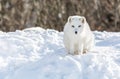 Arctic Fox Under the Sun in Winter Royalty Free Stock Photo