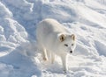 Arctic Fox Under the Sun in Winter Royalty Free Stock Photo