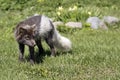 Arctic fox at Hornstrandir Nature Reserve, Westfjords, Iceland. Molting male fox portrait at spring in the wild.