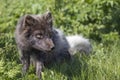 Arctic fox at Hornstrandir Nature Reserve, Westfjords, Iceland. Molting male fox portrait at spring in the wild.