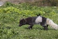 Arctic fox at Hornstrandir Nature Reserve, Westfjords, Iceland. Molting male fox portrait at spring in the wild.