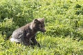 Arctic fox at Hornstrandir Nature Reserve, Westfjords, Iceland. Molting male fox portrait at spring in the wild.