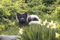 Arctic fox at Hornstrandir Nature Reserve, Westfjords, Iceland. Molting male fox portrait at spring in the wild.