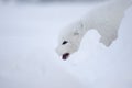 Arctic fox