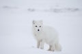 Arctic fox