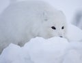 Arctic fox Royalty Free Stock Photo