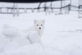 Arctic fox