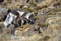 Arctic fox hunting for birds Royalty Free Stock Photo