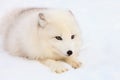 Arctic fox intense gaze