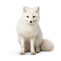 Arctic fox isolated on white created with Generative AI Royalty Free Stock Photo