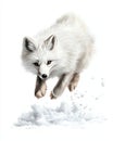 Arctic fox jumping in the snow white isolate background Royalty Free Stock Photo