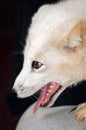 Arctic Fox On Knee Royalty Free Stock Photo