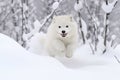 arctic fox leaping through deep snow