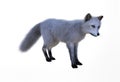 Arctic fox looking for food