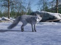 Arctic fox looking for food