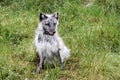 Arctic fox