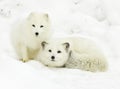 Arctic Fox Pair Royalty Free Stock Photo