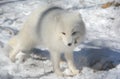 Arctic Fox Pausing Momentarily In Snowy Habitat Royalty Free Stock Photo