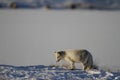 Arctic fox playing and hunting around near a den in spring, Cambridge Bay, Nunavut Royalty Free Stock Photo