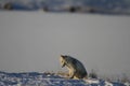 Arctic fox playing and hunting near a den in spring, Cambridge Bay, Nunavut Royalty Free Stock Photo