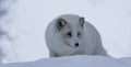 Arctic Fox