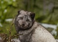 Arctic fox portrait Royalty Free Stock Photo