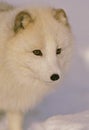 Arctic Fox Portrait Royalty Free Stock Photo
